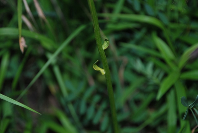 Platanthera sp.